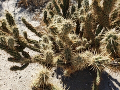 Cylindropuntia ganderi