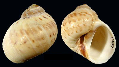 Alder's Necklace Shell