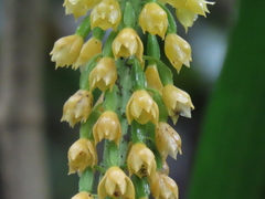 Calanthe lyroglossa