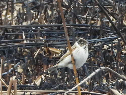 Pallas's Reed Bunting (Emberiza pallasi), photo 9