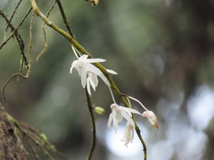 Dendrobium moniliforme