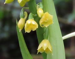 Calanthe lyroglossa