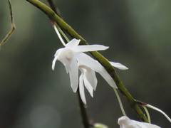 Dendrobium moniliforme