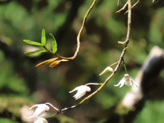 Dendrobium moniliforme
