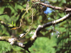 Dendrobium moniliforme