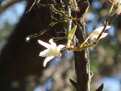 Dendrobium moniliforme