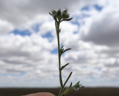 Cryptantha patagonica