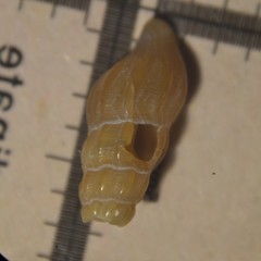 Bela
