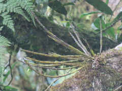 Dendrobium moniliforme