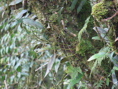 Dendrobium moniliforme