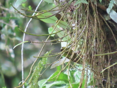 Dendrobium moniliforme