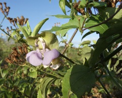Sigmoidotropis elegans