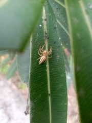 Telamonia dimidiata