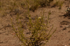 Gutierrezia gilliesii