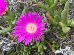 Carpobrotus virescens