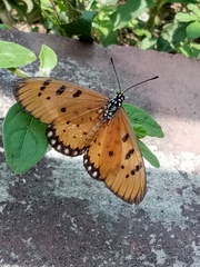 Acraea terpsicore