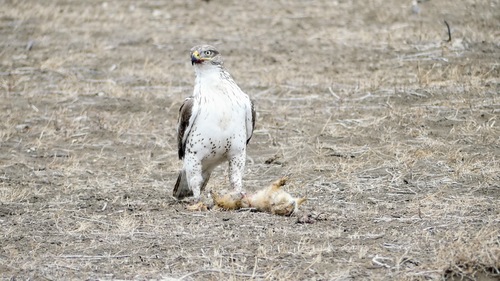 Ferruginous Hawk photographed in South Dakota
