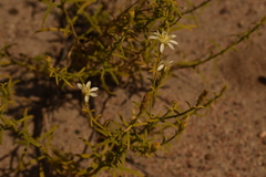 Gutierrezia gilliesii