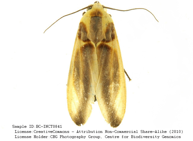 Cratoplastis barrosi
