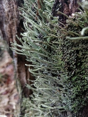 Cladonia glauca