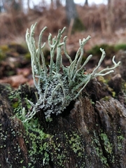 Cladonia glauca