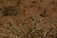 Nardophyllum bryoides