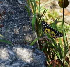 Bocchoris inspersalis