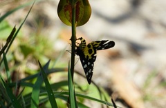 Bocchoris inspersalis