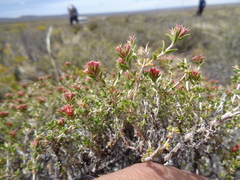 Pleurophora patagonica