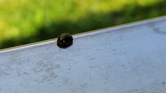 Brachyplatys subaeneus