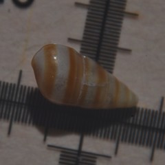 Cingula trifasciata