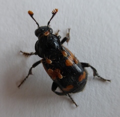 Nicrophorus sayi