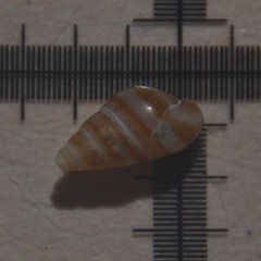 Cingula trifasciata