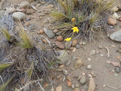 Sisyrinchium patagonicum