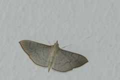 Poliobotys ablactalis