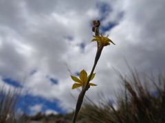 Sisyrinchium patagonicum