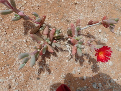 Malephora purpureocrocea