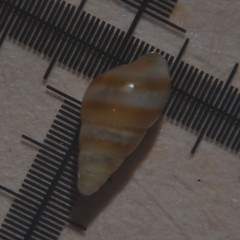 Cingula trifasciata