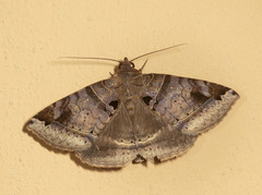 Celiptera levina