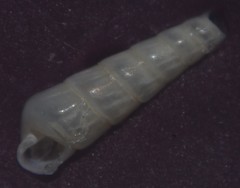 Turbonilla lactea