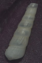 Turbonilla lactea