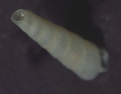 Turbonilla lactea