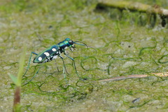 Cosmodela batesi