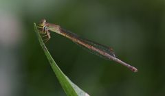 Ceriagrion glabrum