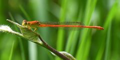 Ceriagrion glabrum