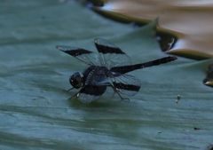 Brachythemis leucosticta
