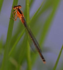 Ischnura senegalensis