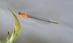 Ischnura senegalensis