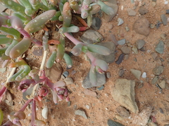 Malephora purpureocrocea