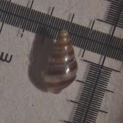 Cingula trifasciata
